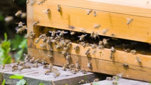 Information For Schools Considering Keeping Honey Bees