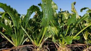 New BBKA President says decision to allow neonic use on sugarbeet is distressing