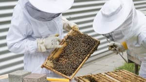 Honey Bee Breeding