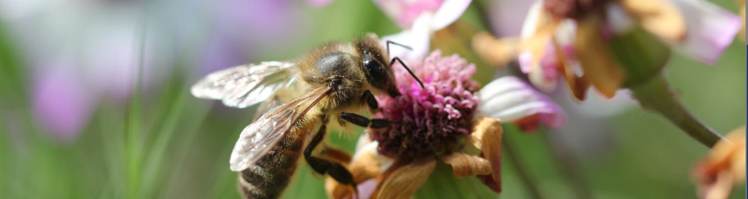 Important Organisations for Beekeepers